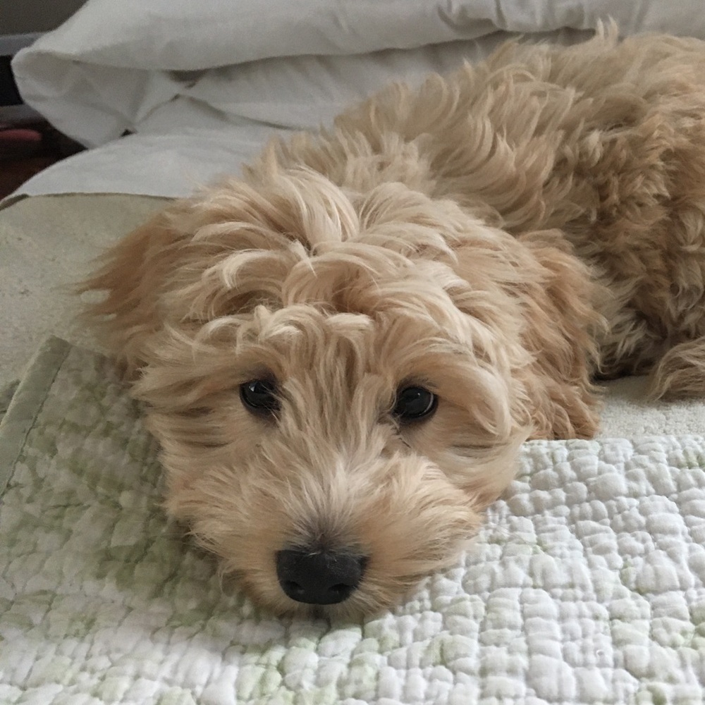 Meet your Posher, Sa